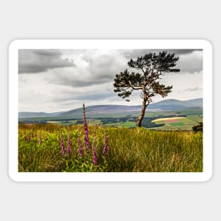 Lone Tree and Cheviots Sticker